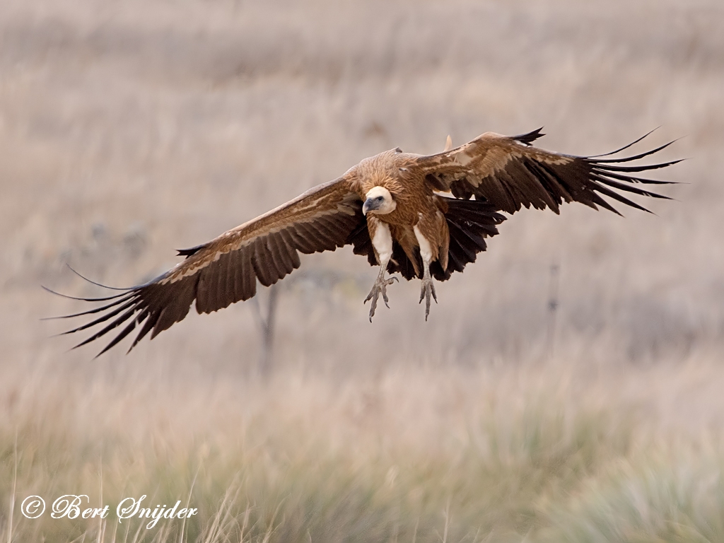 Griffon Vulture Birding Portugal