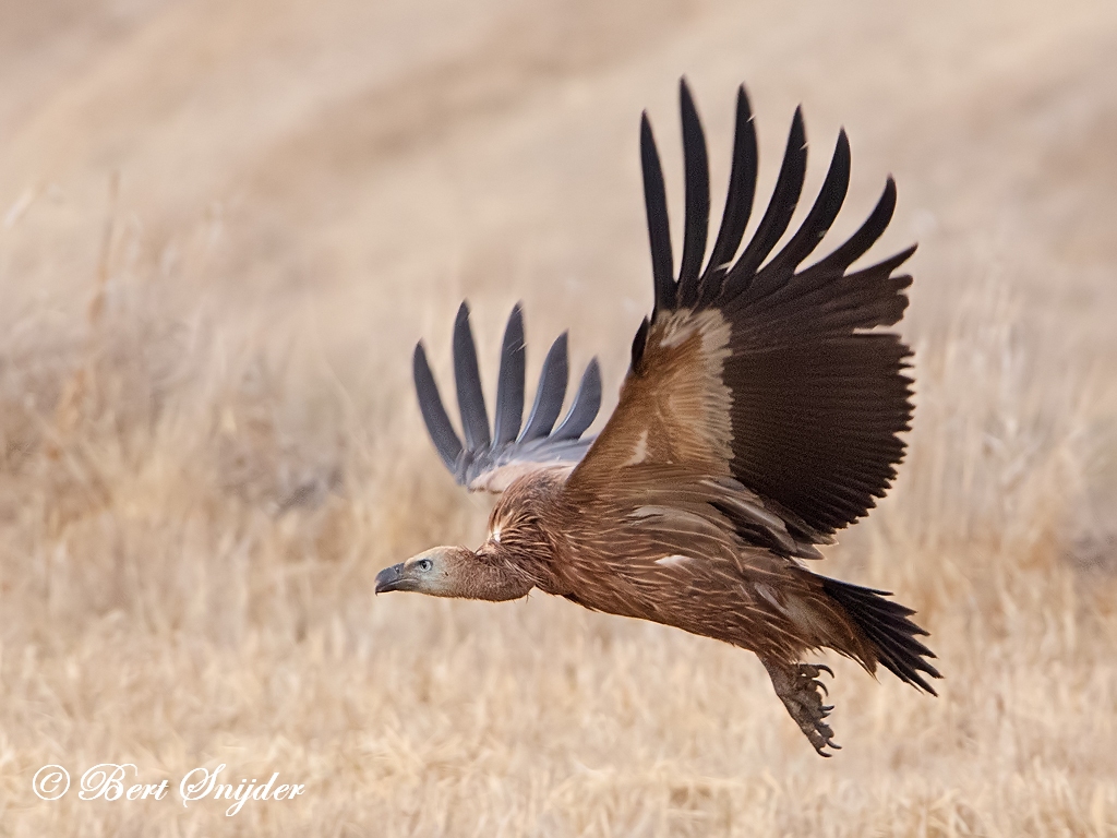 Griffon Vulture Birding Portugal