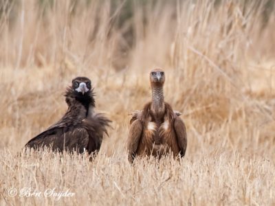 Griffon Vulture Birding Portugal