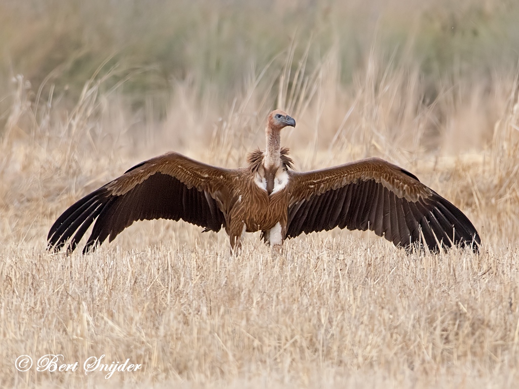 Griffon Vulture Birding Portugal