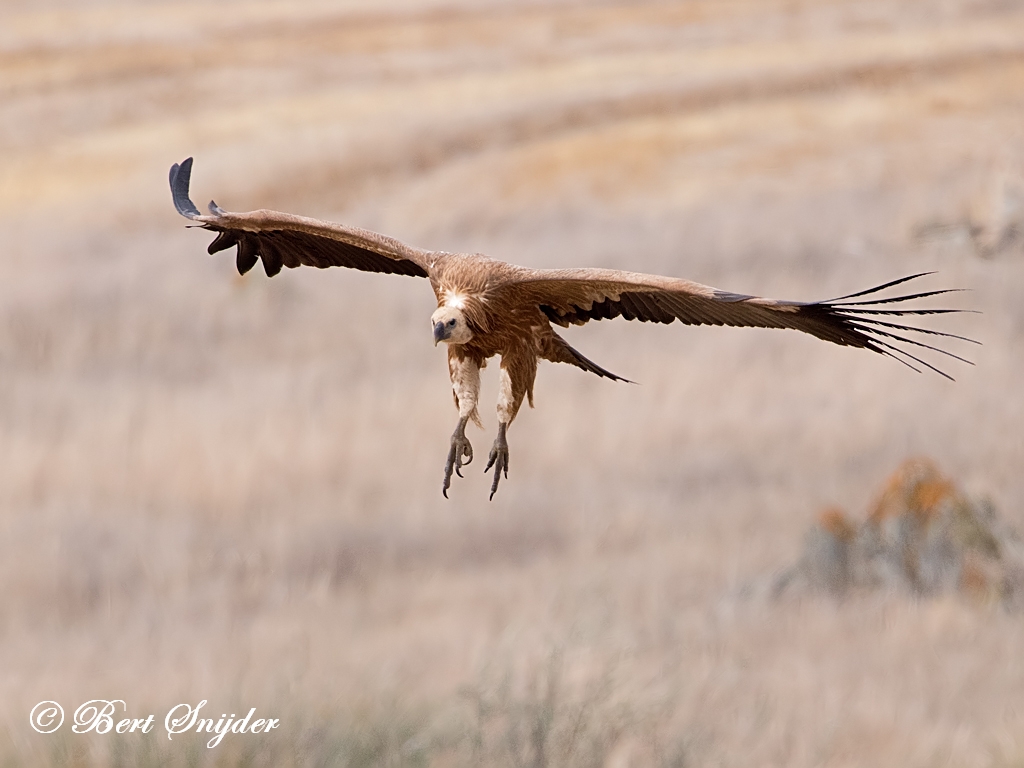 Griffon Vulture Birding Portugal