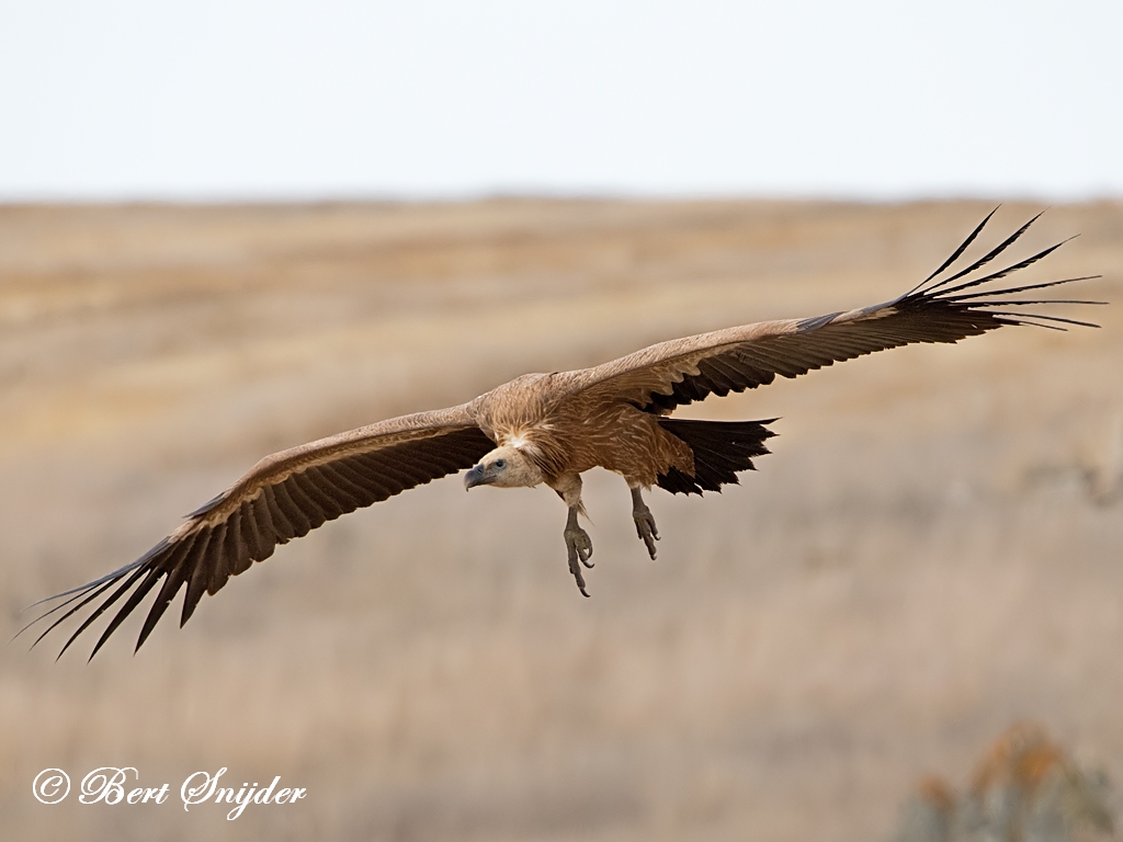 Griffon Vulture Birding Portugal