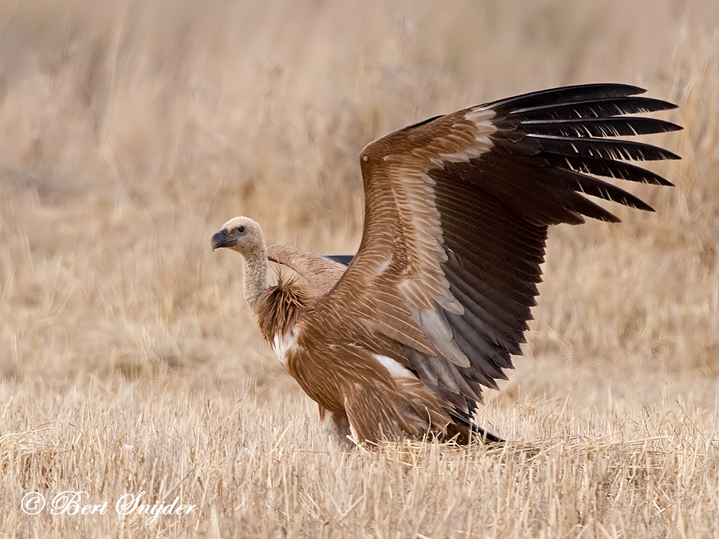 Griffon Vulture Birding Portugal