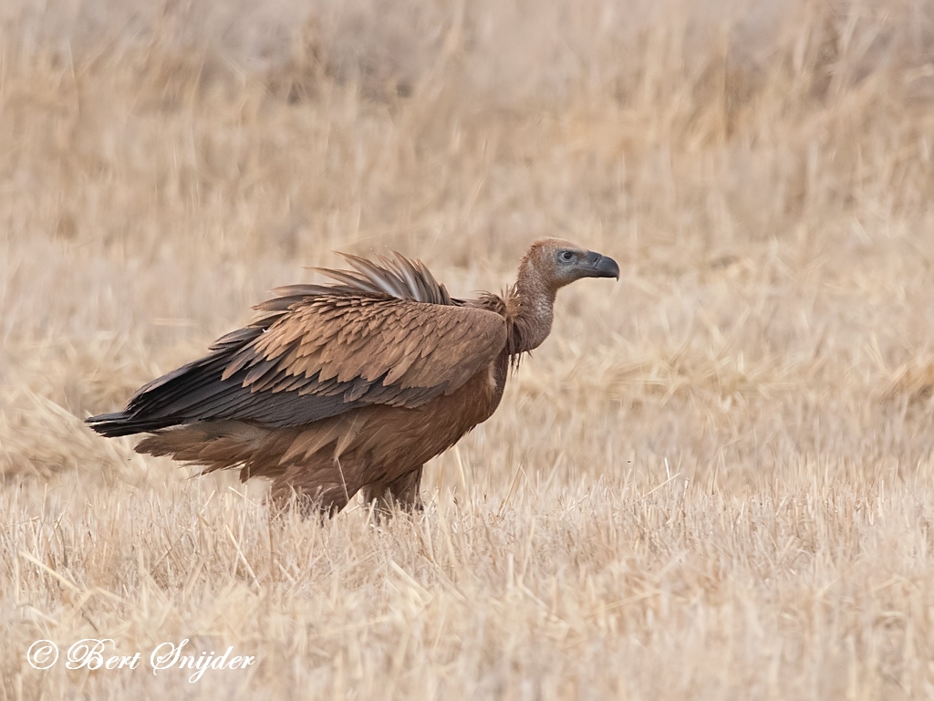 Griffon Vulture Birding Portugal