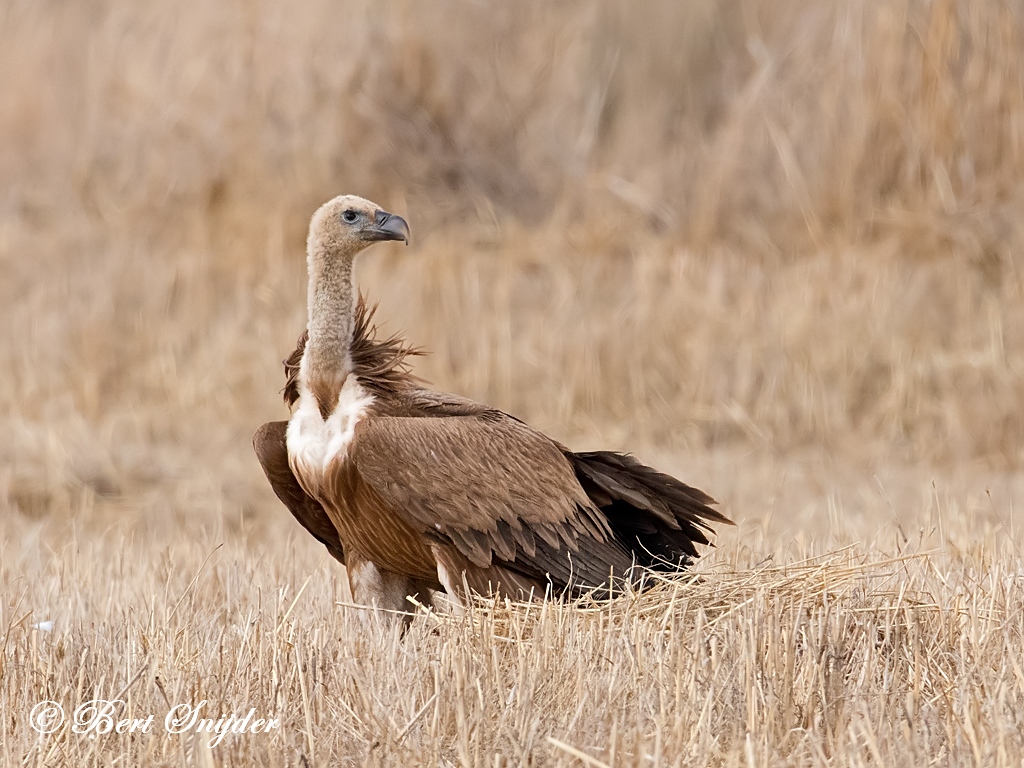 Griffon Vulture Birding Portugal