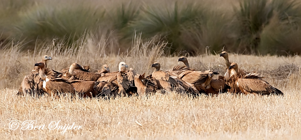 Griffon Vulture Birding Portugal