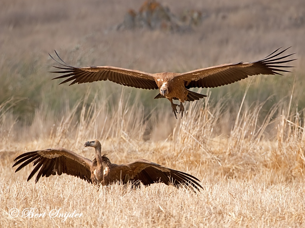 Griffon Vulture Birding Portugal