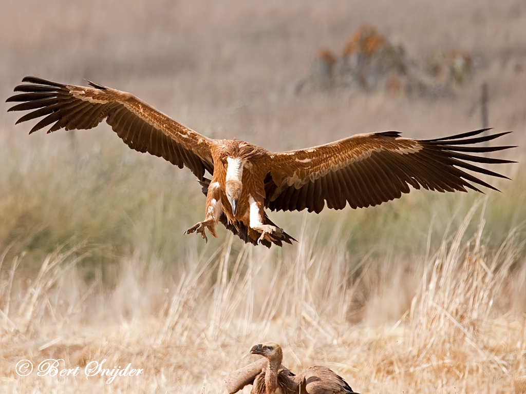 Griffon Vulture Birding Portugal