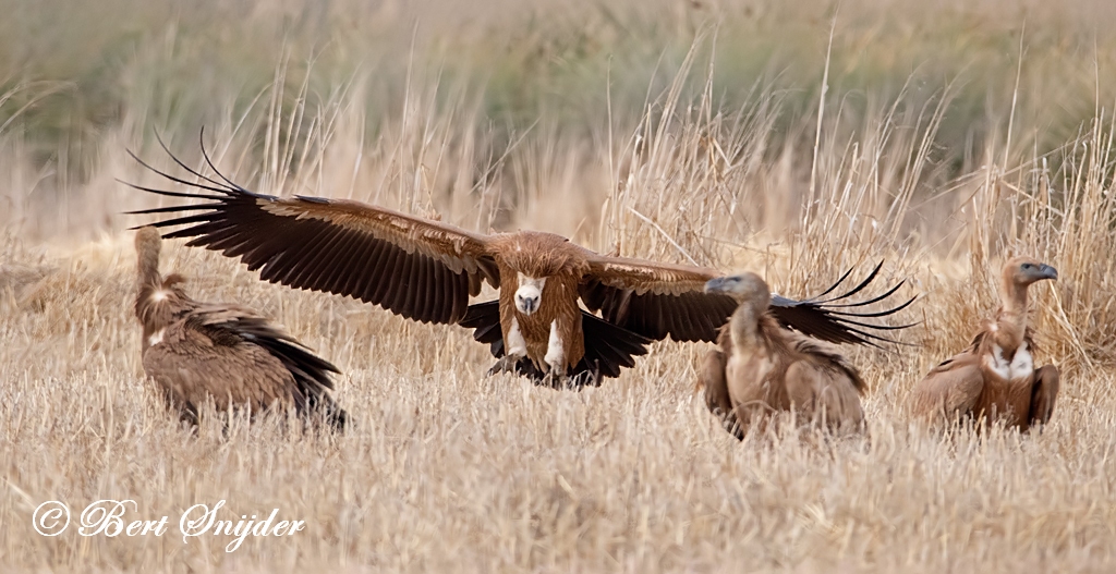 Griffon Vulture Birding Portugal