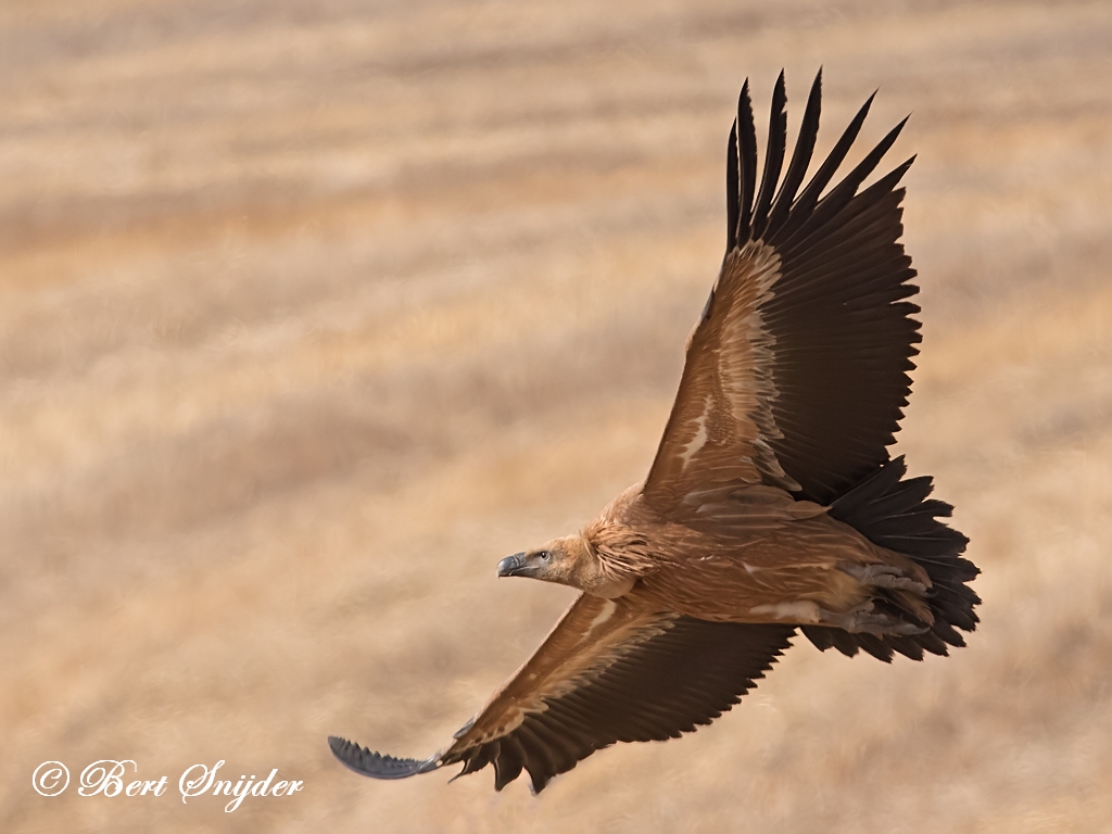 Griffon Vulture Birding Portugal