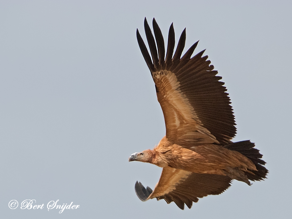 Griffon Vulture Birding Portugal