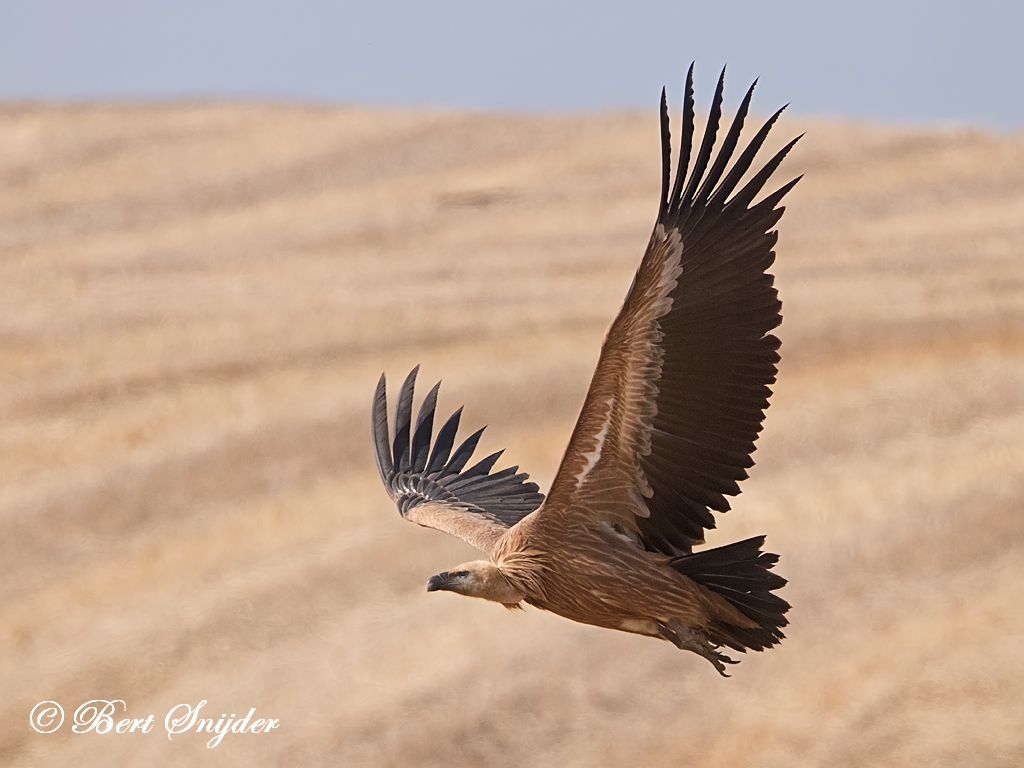 Griffon Vulture Birding Portugal