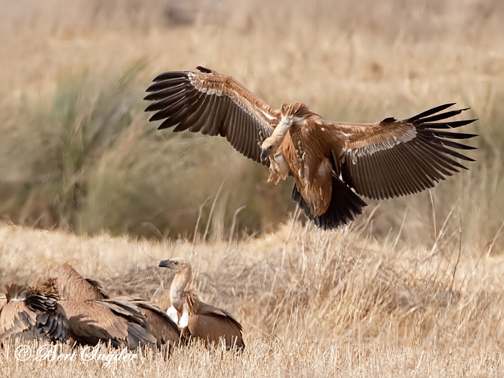 Griffon Vulture Birding Portugal