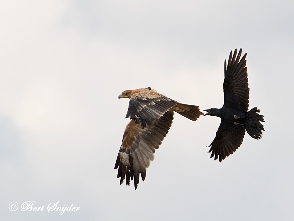 Spanish Imperial Eagle Birding Portugal