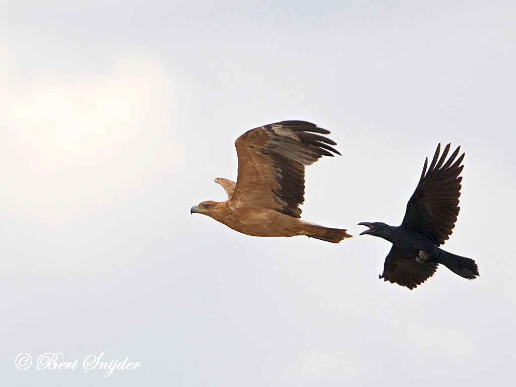 Spanish Imperial Eagle Birding Portugal