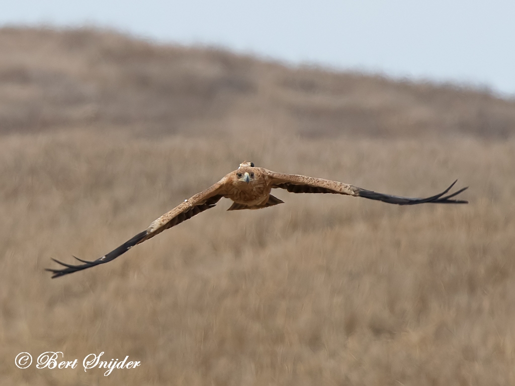 Spanish Imperial Eagle Birding Portugal