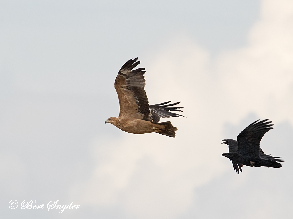 Spanish Imperial Eagle Birding Portugal