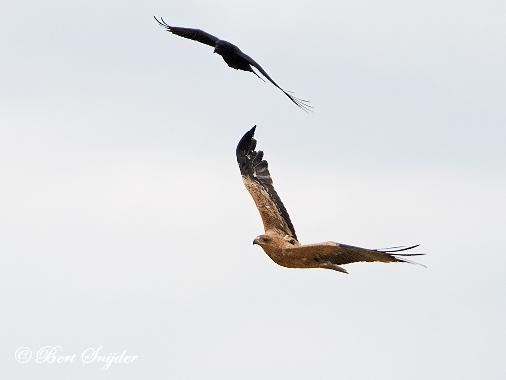 Spanish Imperial Eagle Birding Portugal