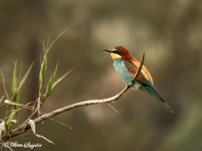 European Bee-eater Birding Portugal
