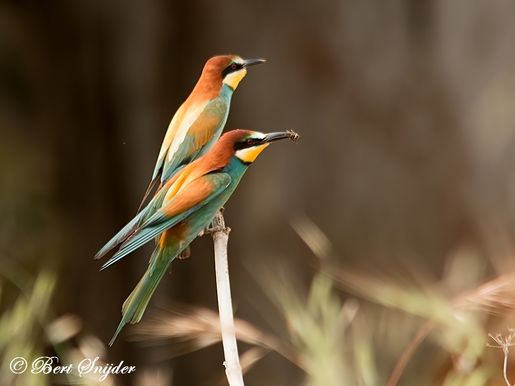 European Bee-eater Birding Portugal