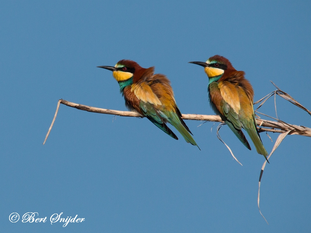 European Bee-eater Birding Portugal