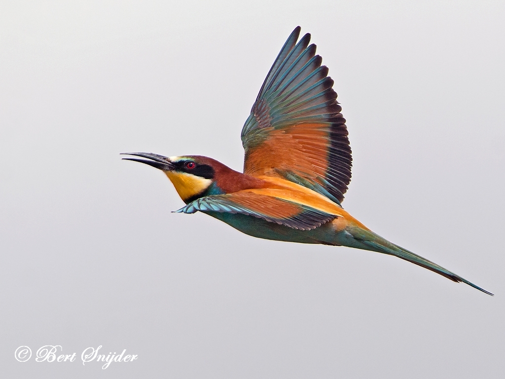 European Bee-eater Birding Portugal