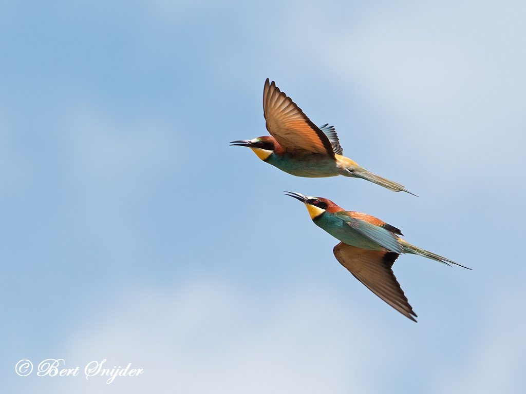 European Bee-eater Birding Portugal