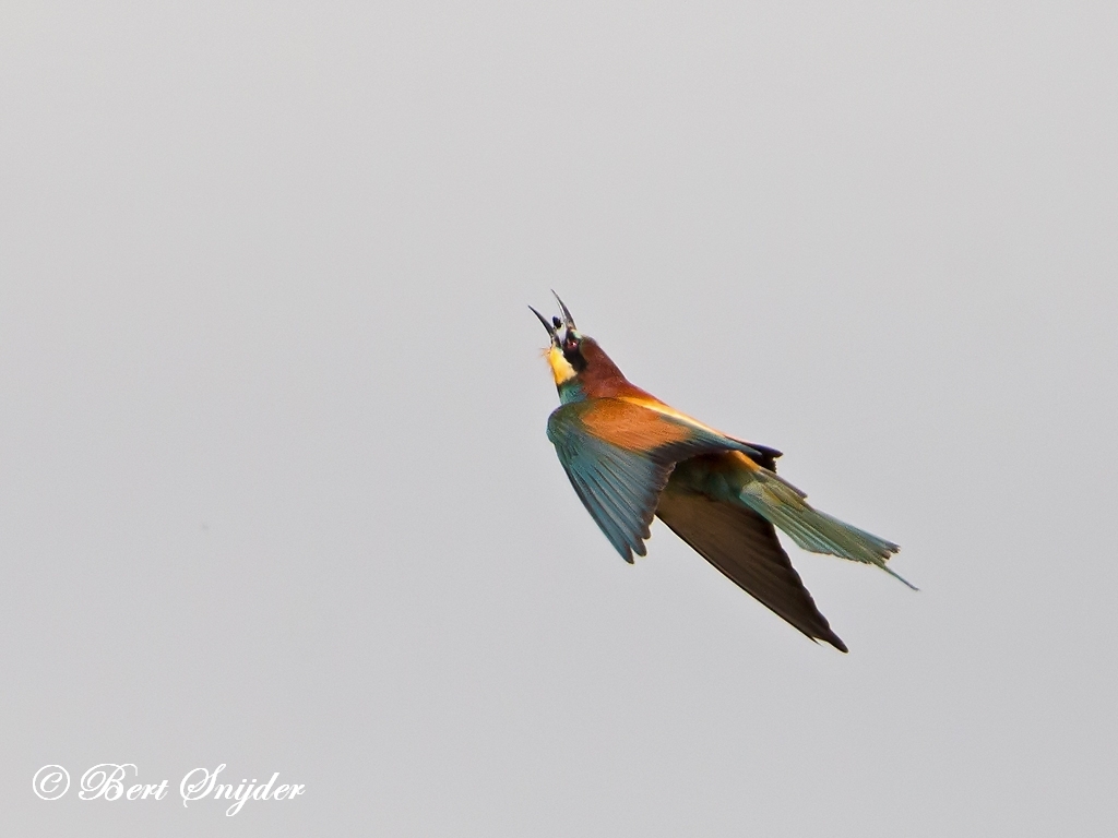 European Bee-eater Birding Portugal