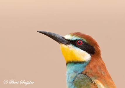 European Bee-eater Birding Portugal