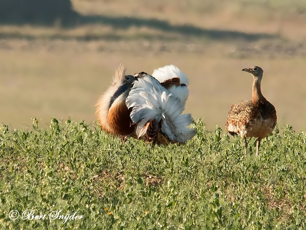 Great Bustard Birding Portugal