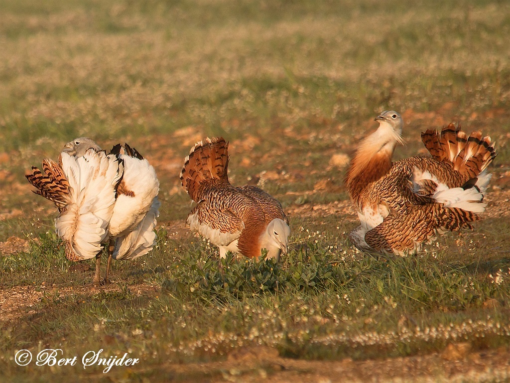 Great Bustard Birding Portugal