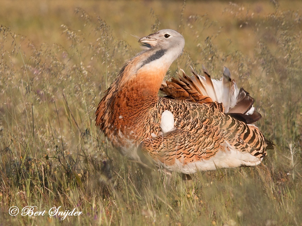 Great Bustard Birding Portugal