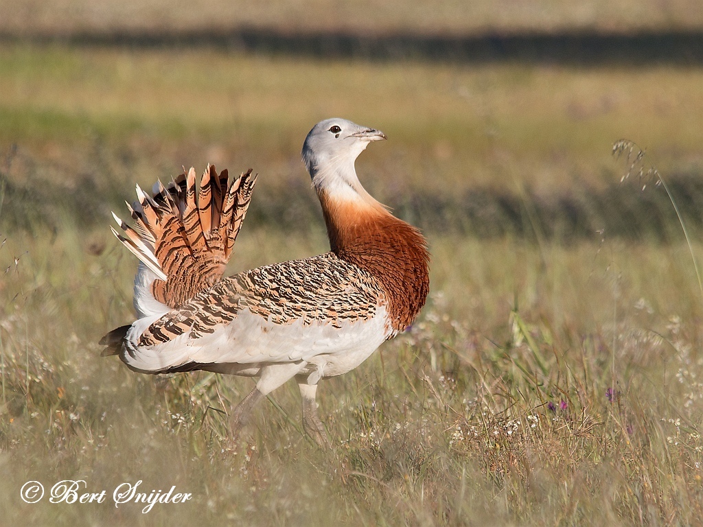 Great Bustard Birding Portugal