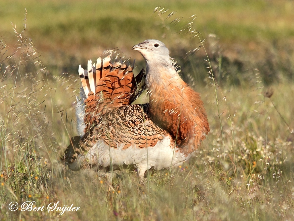 Great Bustard Birding Portugal