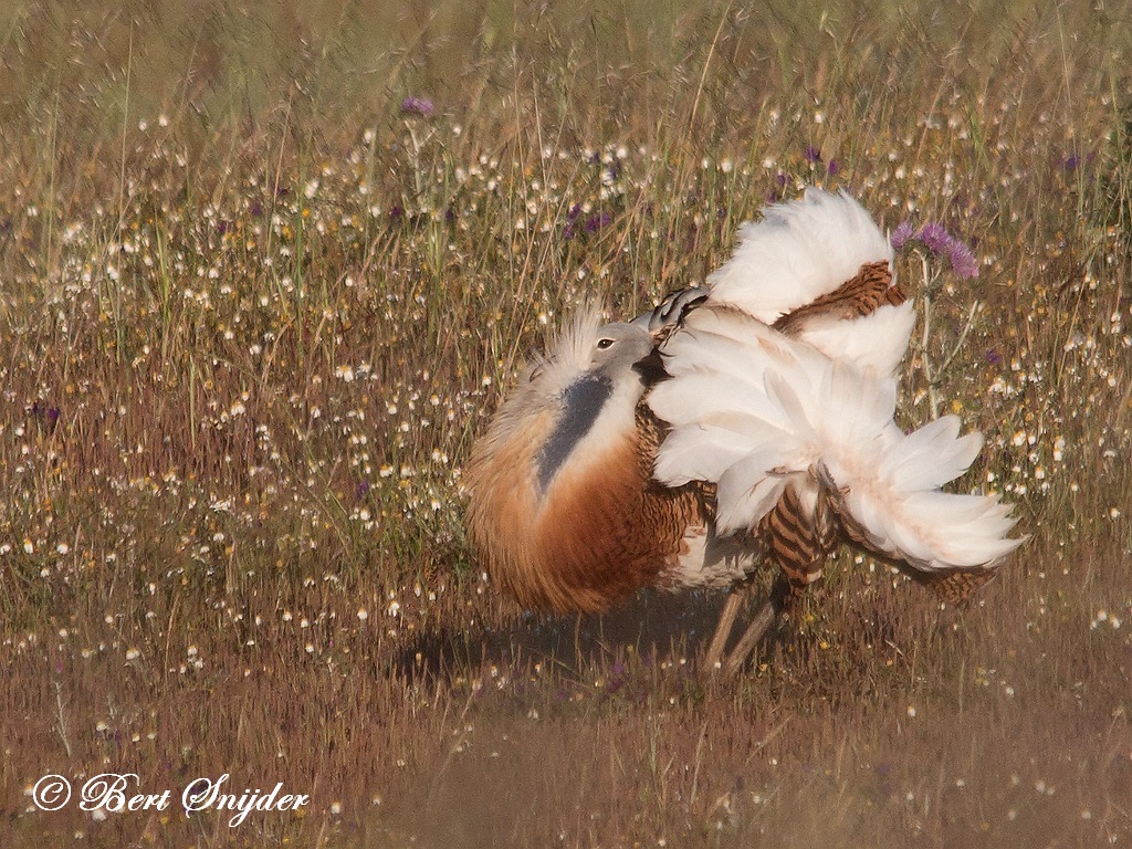 Great Bustard Birding Portugal