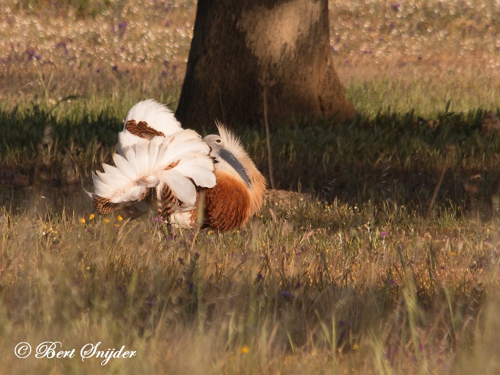 Great Bustard Birding Portugal