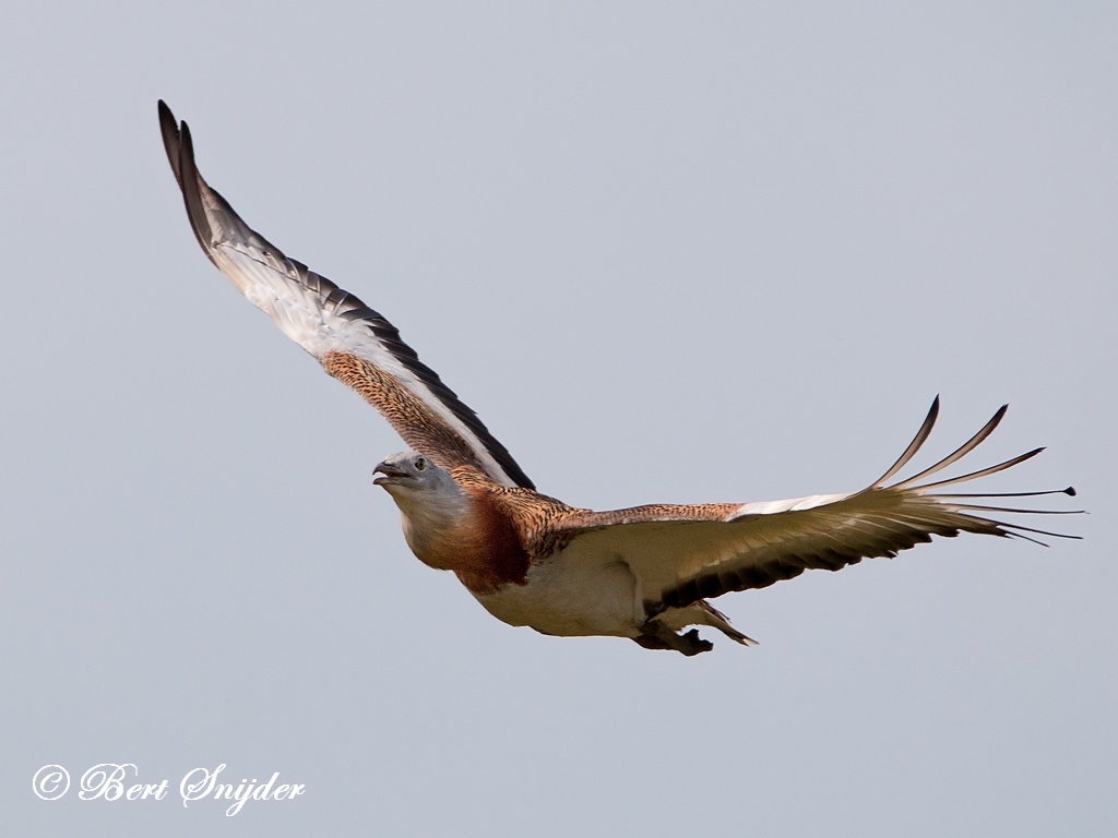 Great Bustard Birding Portugal