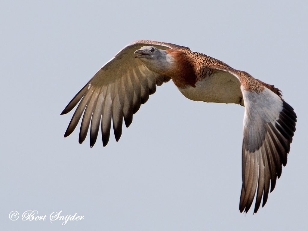 Great Bustard Birding Portugal