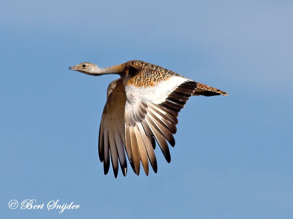 Great Bustard Birding Portugal