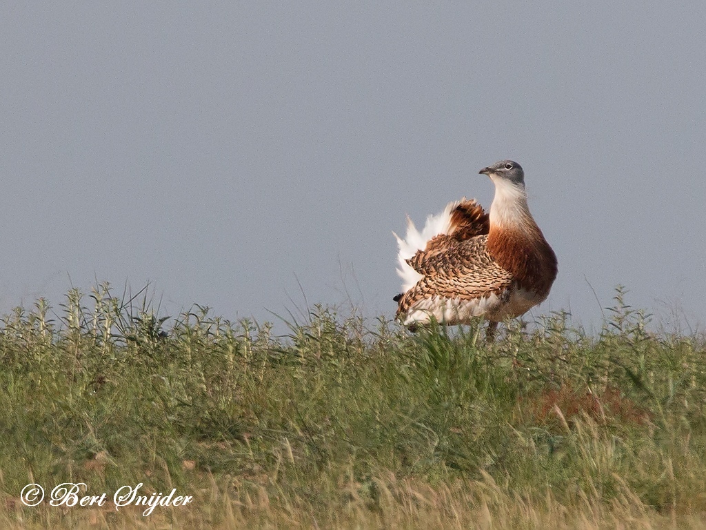 Great Bustard Birding Portugal