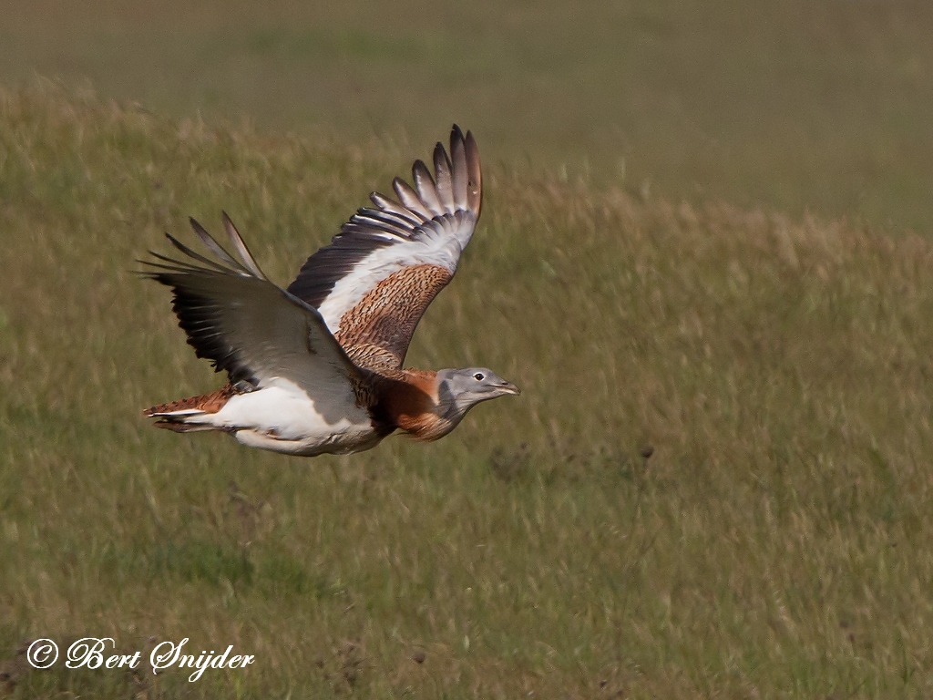 Great Bustard Birding Portugal