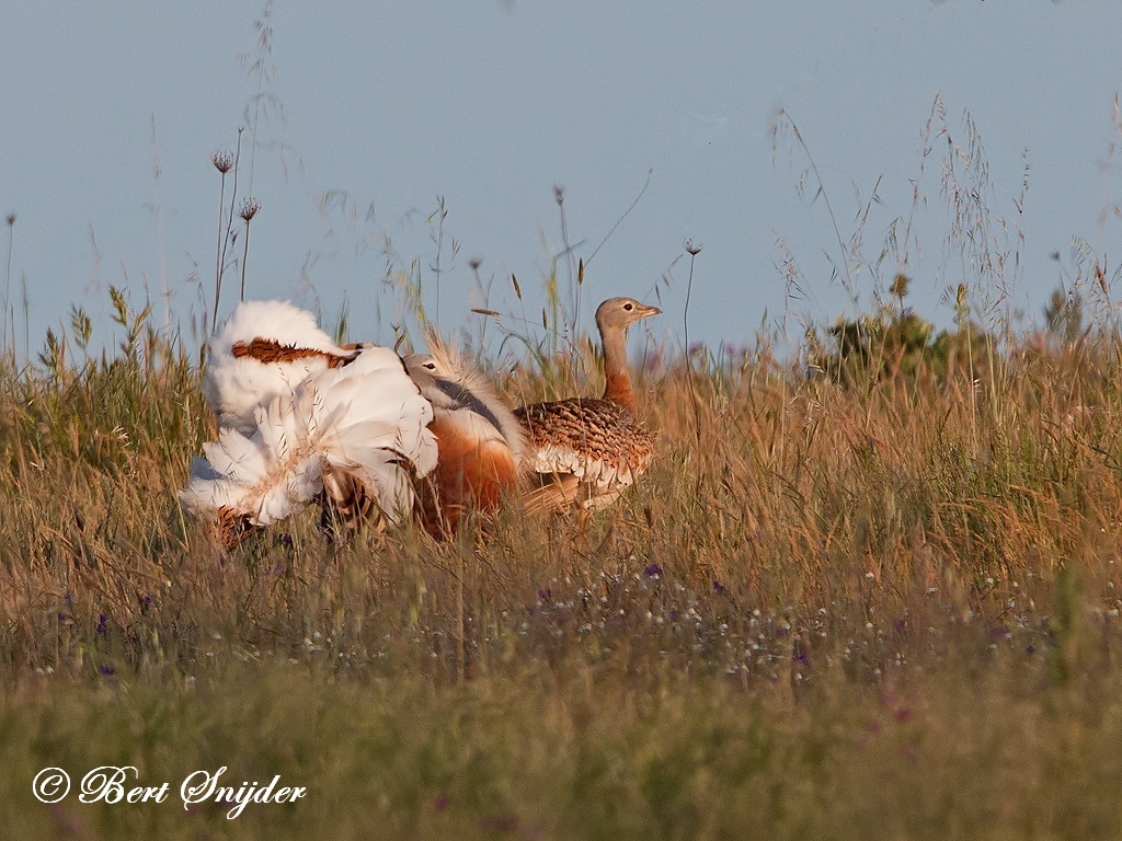 Great Bustard Birding Portugal