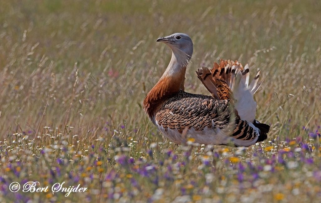 Great Bustard Birding Portugal