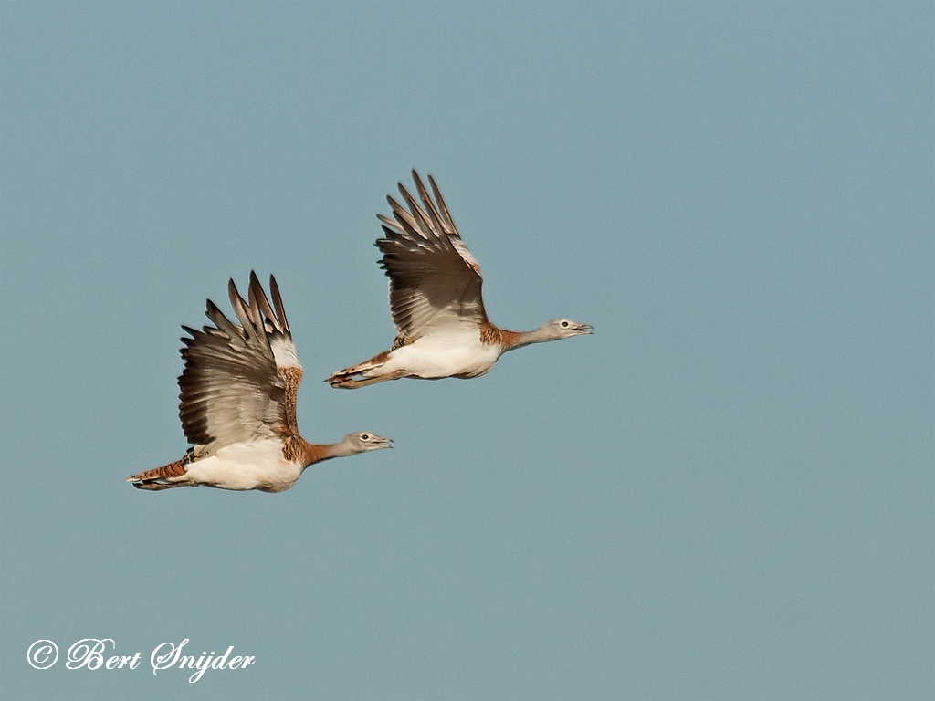 Great Bustard Birding Portugal