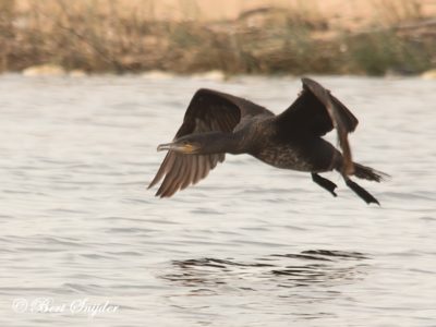 Great Cormorant Bird Hide BSP3