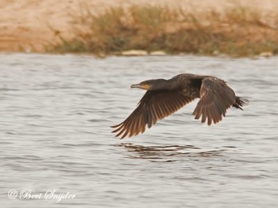 Great Cormorant Bird Hide BSP3