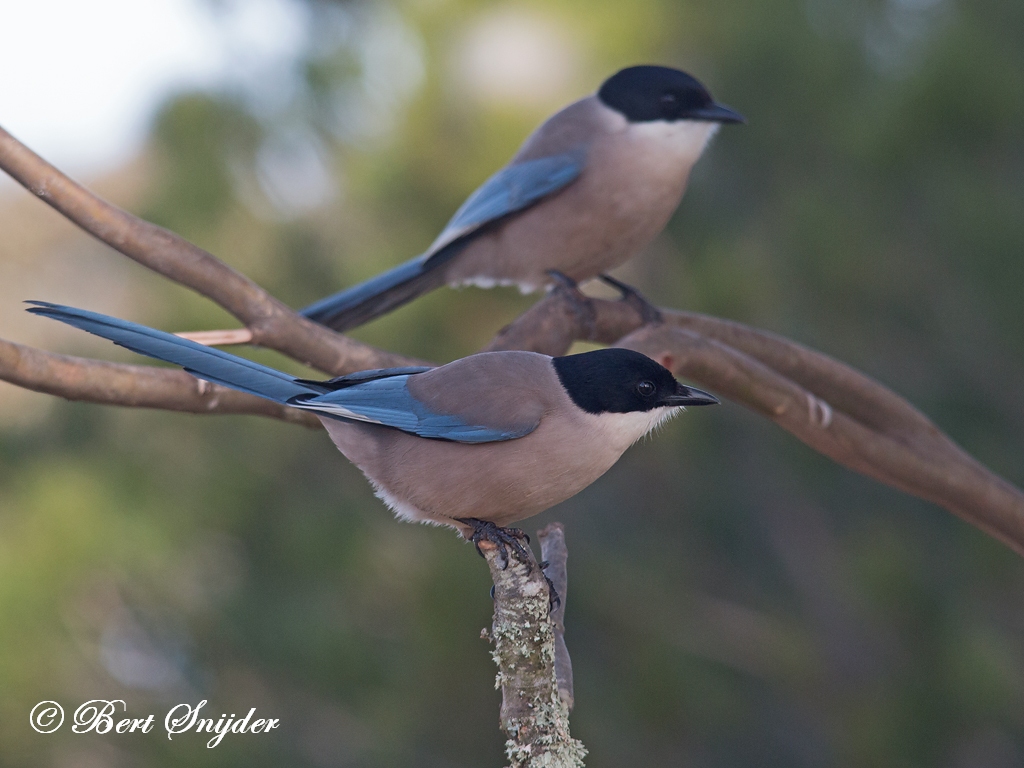 Iberian Magpie Bird Hide BSP4 Portugal