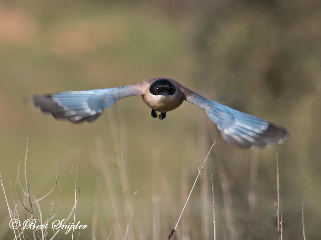 Iberian Magpie Bird Hide BSP4 Portugal