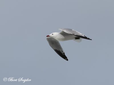 Audouin´s Gull Birding Portugal