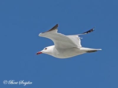 Audouin´s Gull Birding Portugal
